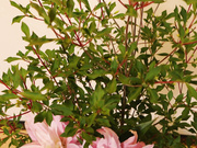 MBRBN-062 湯女美人 笹倉彩 - 4of5