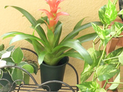 [SGA-041] 不道徳的女教師人妻 長沢真美 29歳 AV出道